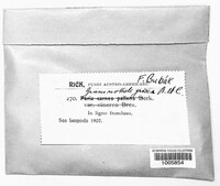 Poria carneopallens image